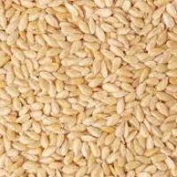 Sesame Seeds